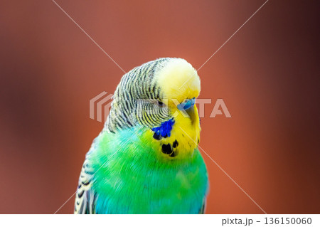 Budgerigar bird (latin name Melopsittacus undulatus). Multiple colored bird is famous pet. Budgerigar bird (latin name Melopsittacus undulatus). Multiple colored bird is famous pet. 136150060