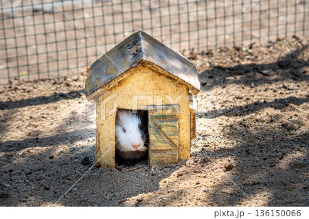 Guinea pig (latin name Cavia aperea f. porcellus) is resting near small house. Guinea pig (latin name Cavia aperea f. porcellus) is resting near small house. 136150066