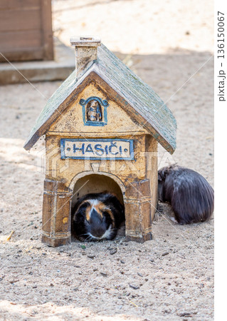 Guinea pig (latin name Cavia aperea f. porcellus) is resting near small house. Translation of the HASICI title is FIREFIGHTERS. 136150067