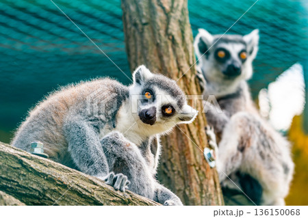 Lemur catta animal, detail of head. Mammal naturally living on Madagascar. Lemur catta animal, detail of head. Mammal naturally living on Madagascar. 136150068