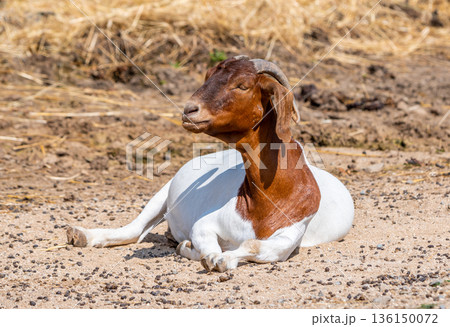Boer goat animal (latin name Capra Hircus) is sleeping at the ground. Concept of farming. 136150072