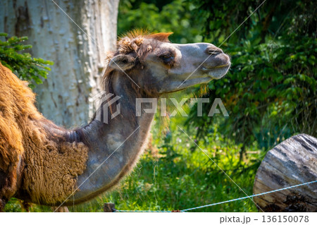 Camelus bactrianus 136150078