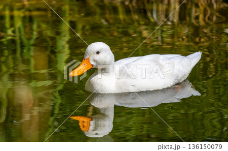 The white duck (latin name Anas platyrhynchos) on the water pond. 136150079
