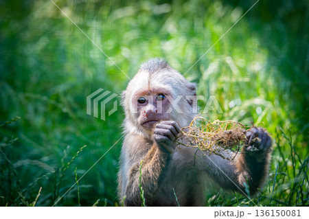 Weeping capuchin primate (latin name Cebus olivaceus) with food is standing on the grass. 136150081