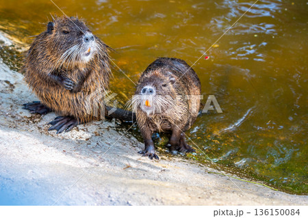 Myocastor coypus also known as nutria, is a giant herbivore that lives along the banks of rivers 136150084