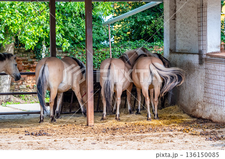 Group of Norwegian horses - view to the animal back. Group of Norwegian horses - view to the animal back. 136150085