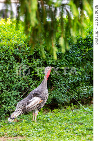 The turkey bird (latin name Meleagris gallopavo f. domestica) is standing on the grass. Green background. The turkey bird (latin name Meleagris gallopavo f. domestica) is standing on the grass. Green background. 136150086