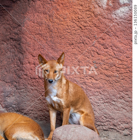 Dingo dog (latin name Canis lupus dingo) is resting at the ground. 136150089