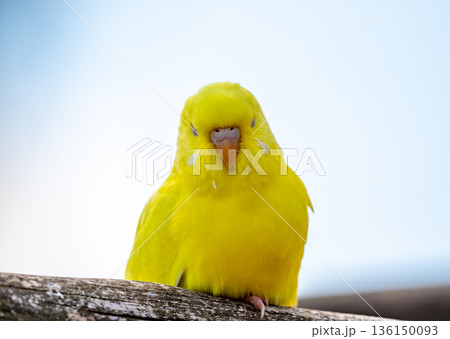 Budgerigar bird (latin name Melopsittacus undulatus). Multiple colored bird is famous pet. 136150093