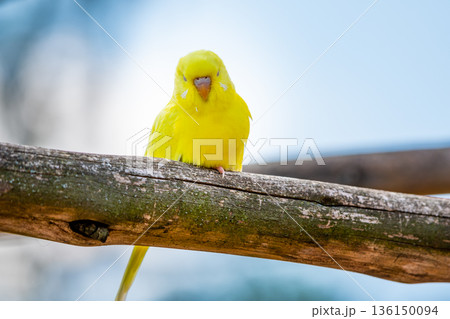 Budgerigar bird (latin name Melopsittacus undulatus). Multiple colored bird is famous pet. Budgerigar bird (latin name Melopsittacus undulatus). Multiple colored bird is famous pet. 136150094