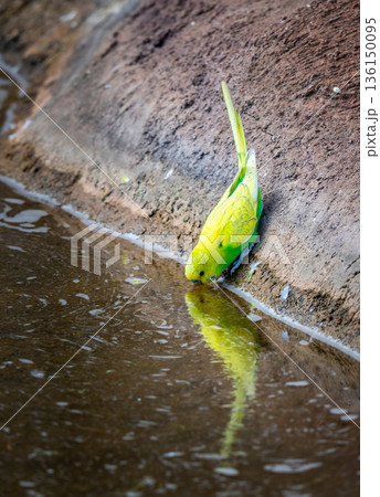 Budgerigar bird (latin name Melopsittacus undulatus). Multiple colored bird is famous pet. Parrot is drinking from the pond with self reflection. Budgerigar bird (latin name Melopsittacus undulatus). Multiple colored bird is famous pet. Parrot is drinking from the pond with self reflection. 136150095