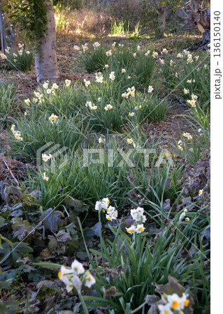 草村に咲く水仙の花 草村に咲く水仙の花 136150140