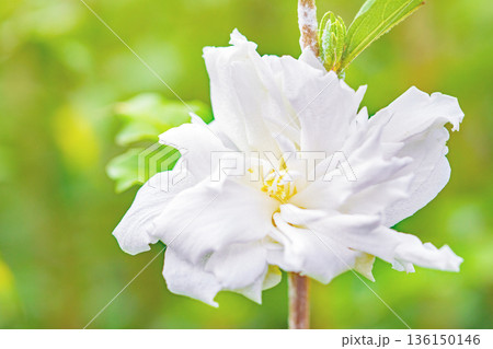 家の周りの草花 四季の色々 初夏の公園に美しい白色のムクゲの花が咲き始めました 家の周りの草花 四季の色々 初夏の公園に美しい白色のムクゲの花が咲き始めました 136150146