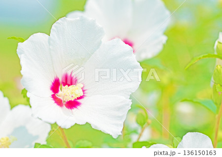 家の周りの草花　四季の色々　初夏の公園に美しい白色のムクゲの花が咲き始めました 136150163