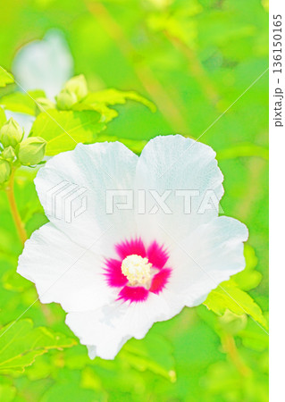 家の周りの草花 四季の色々 初夏の公園に美しい白色のムクゲの花が咲き始めました 家の周りの草花 四季の色々 初夏の公園に美しい白色のムクゲの花が咲き始めました 136150165