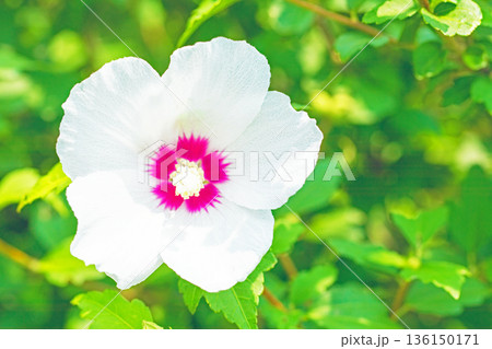 家の周りの草花 四季の色々 初夏の公園に美しい白色のムクゲの花が咲き始めました 家の周りの草花 四季の色々 初夏の公園に美しい白色のムクゲの花が咲き始めました 136150171