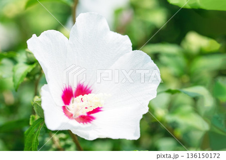 家の周りの草花　四季の色々　初夏の公園に美しい白色のムクゲの花が咲き始めました 136150172