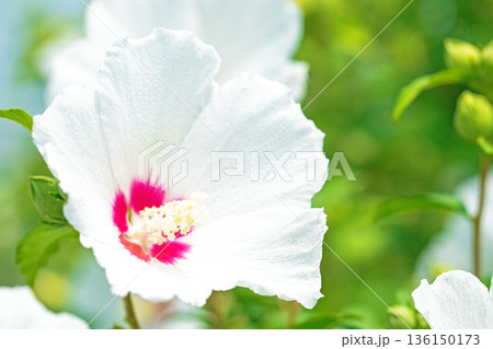 家の周りの草花　四季の色々　初夏の公園に美しい白色のムクゲの花が咲き始めました 136150173