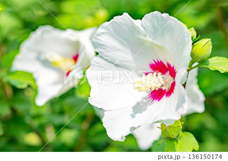 家の周りの草花　四季の色々　初夏の公園に美しい白色のムクゲの花が咲き始めました 136150174