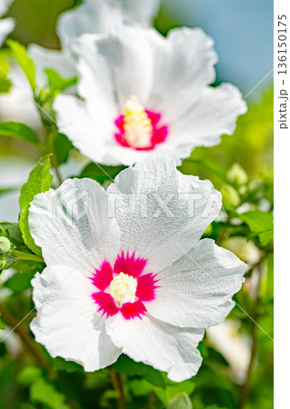 家の周りの草花　四季の色々　初夏の公園に美しい白色のムクゲの花が咲き始めました 136150175