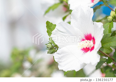 家の周りの草花　四季の色々　初夏の公園に美しい白色のムクゲの花が咲き始めました 136150177