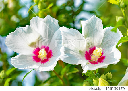 家の周りの草花　四季の色々　初夏の公園に美しい白色のムクゲの花が咲き始めました 136150179