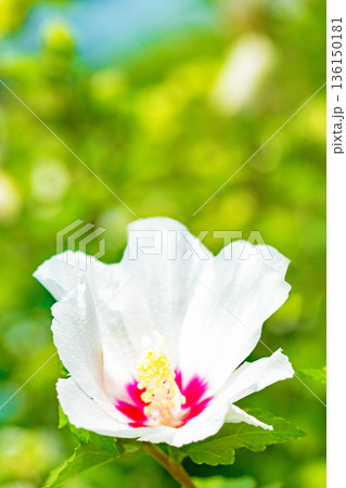 家の周りの草花 四季の色々 初夏の公園に美しい白色のムクゲの花が咲き始めました 家の周りの草花 四季の色々 初夏の公園に美しい白色のムクゲの花が咲き始めました 136150181