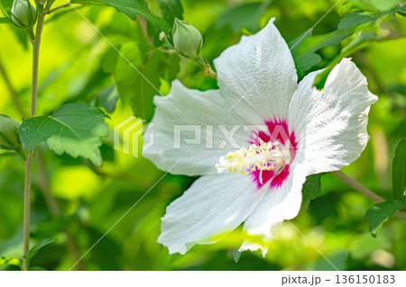 家の周りの草花　四季の色々　初夏の公園に美しい白色のムクゲの花が咲き始めました 136150183