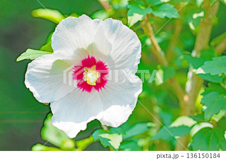 家の周りの草花 四季の色々 初夏の公園に美しい白色のムクゲの花が咲き始めました 家の周りの草花 四季の色々 初夏の公園に美しい白色のムクゲの花が咲き始めました 136150184