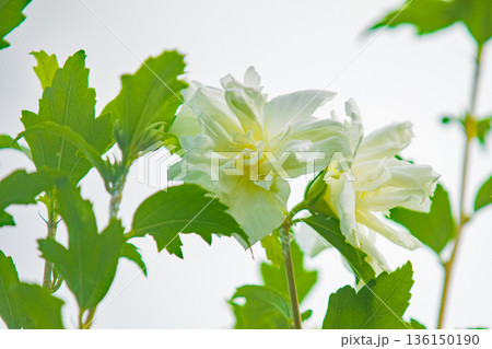 家の周りの草花　四季の色々　初夏の公園に美しい白色のムクゲの花が咲き始めました 136150190