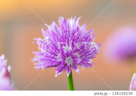 Chives, Allium schoenoprasum purple flowers and leaves, closeup macro of bloom flower. Popular garden plant, usage in kitchen and cooking. 136150230