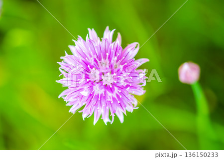 Chives, Allium schoenoprasum purple flowers and leaves, closeup macro of bloom flower. Popular garden plant, usage in kitchen and cooking. Chives, Allium schoenoprasum purple flowers and leaves, closeup macro of bloom flower. Popular garden plant, usage in kitchen and cooking. 136150233
