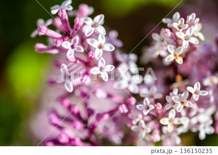 Close-up of the beautiful violet/pink flowers of the small plant Korean Lilac or Dwarf lilac lit by the sunlight, Syringa meyeri 136150235