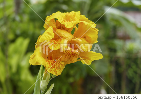 Beautiful yellow Canna lilly in tropical garden Beautiful yellow Canna lilly in tropical garden 136150350