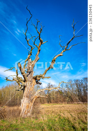 Ancient dead tree with blue sky in background. Winter time. Ancient dead tree with blue sky in background. Winter time. 136150445
