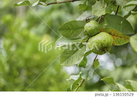 Green guava fruits hanging on tree in tropical garden 136150529