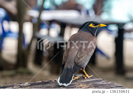 Common Myna bird, latin name Acridotheres Tristis Tristis, is sitting on the trunk. Bamboo island, Thailand. Common Myna bird, latin name Acridotheres Tristis Tristis, is sitting on the trunk. Bamboo island, Thailand. 136150631