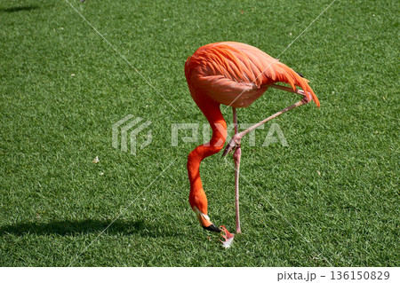 A pink flamingo standing on one leg while feeding on the grass at Loro Parque Tenerife, Canary Islands. 136150829
