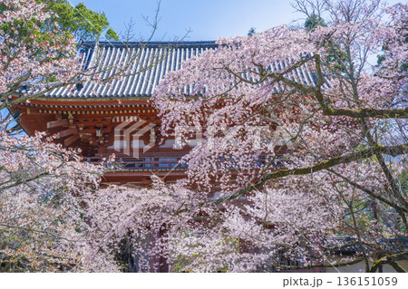 京都　醍醐寺の仁王門と桜 136151059