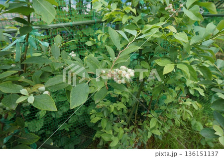 ブルーベリー 136151137