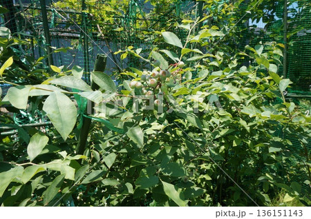 ブルーベリー 136151143