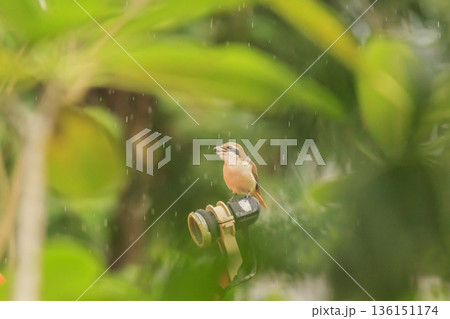 Old world flycatcher bird raining day in tropical garden Old world flycatcher bird raining day in tropical garden 136151174