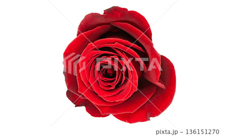 赤い薔薇の花 マクロ撮影 背景透過 赤い薔薇の花 マクロ撮影 背景透過 136151270