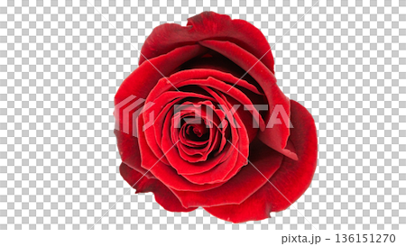 赤い薔薇の花 マクロ撮影 背景透過 赤い薔薇の花 マクロ撮影 背景透過 136151270