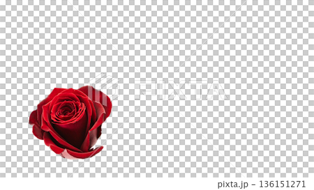 紅色玫瑰花微距攝影透明背景 136151271