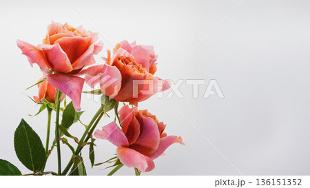 薔薇のマクロ撮影 白背景 136151352