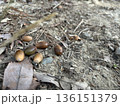どんぐりと落葉 136151379