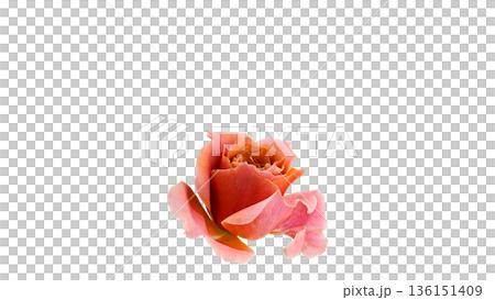粉紅橙色玫瑰微距攝影透明背景素材 粉紅橙色玫瑰微距攝影透明背景素材 136151409