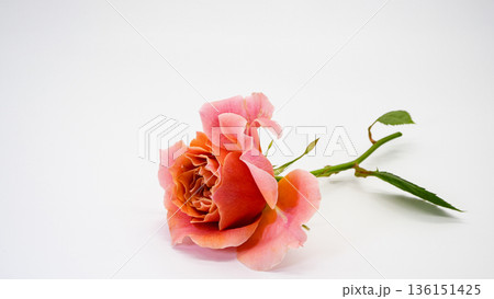 白背景に咲くピンクの薔薇 マクロ撮影 136151425