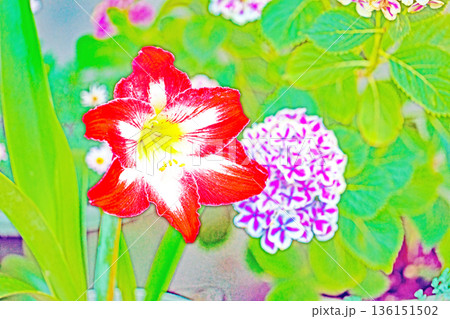 家の周りの草花 四季の色々 花壇の彩り 紫の大輪のアマリリスの花が彩りを添えています 家の周りの草花 四季の色々 花壇の彩り 紫の大輪のアマリリスの花が彩りを添えています 136151502